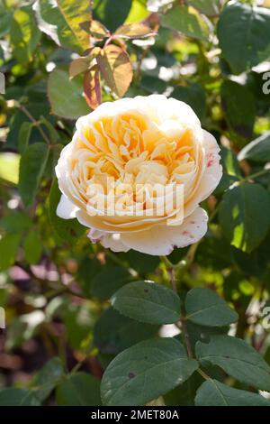 Rosa Charlotte („Auspoly“) Stockfoto