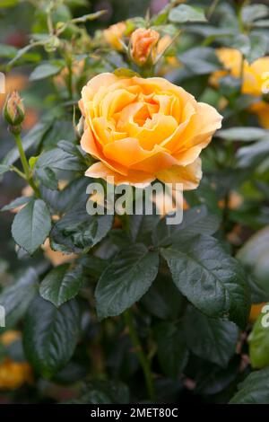 Rosa, Easy Going ("Harflow") Stockfoto