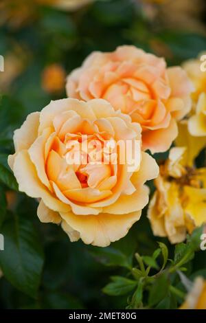 Rosa „Easy Going“ (Rosa „Harflow“) Stockfoto