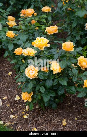 Rosa, Easy Going ("Harflow") Stockfoto