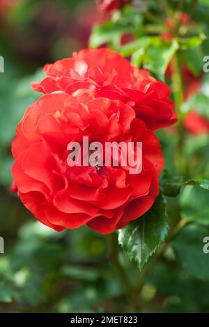 Rosa „Remembrance“ (Rosa „Harxampton“) Stockfoto