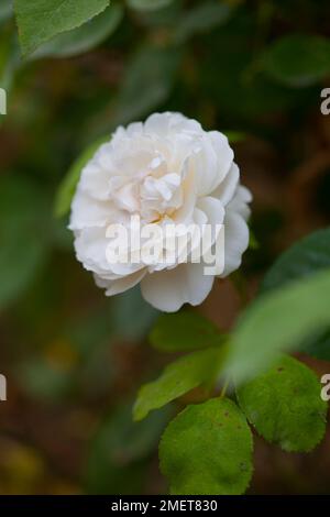 Rosa Winchester Cathedral („Auscat“) Stockfoto