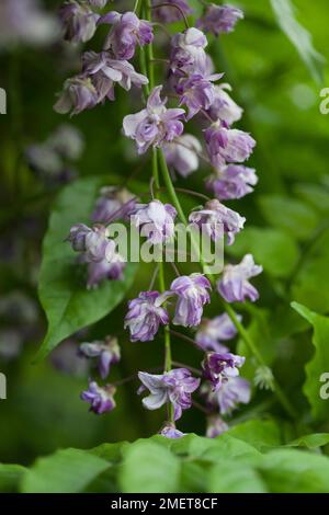 Wisteria Floribunda "Yae-Kokuryu" Stockfoto