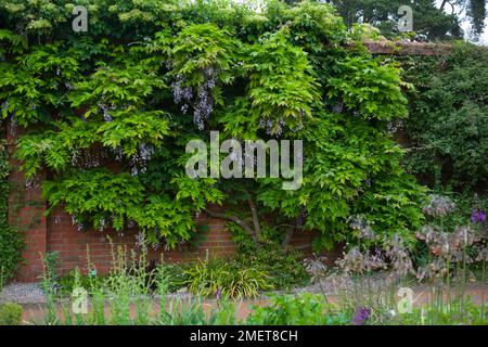 Wisteria Floribunda "Yae-Kokuryu" Stockfoto