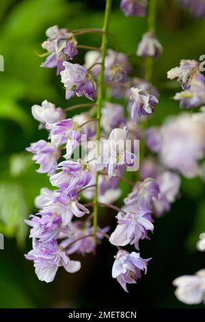 Wisteria Floribunda "Yae-Kokuryu" Stockfoto