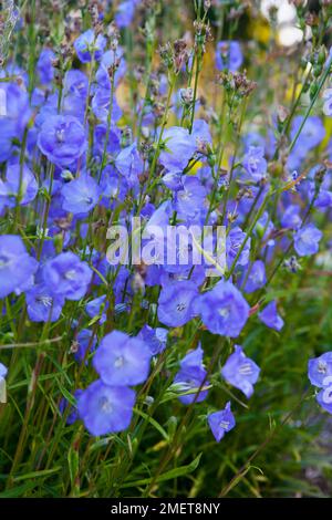 Campanula persicifolia „Blue Bloomers“ (Bellflower) Stockfoto