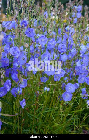 Campanula Persicifolia "Blaue Pumphose" Stockfoto