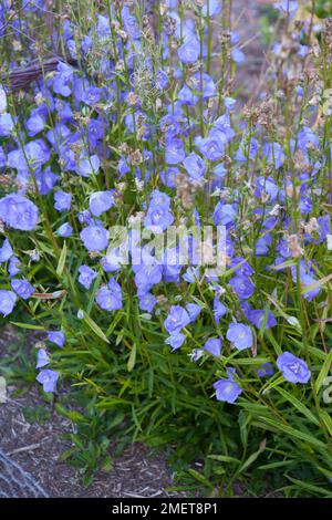 Campanula Persicifolia "Blaue Pumphose" Stockfoto