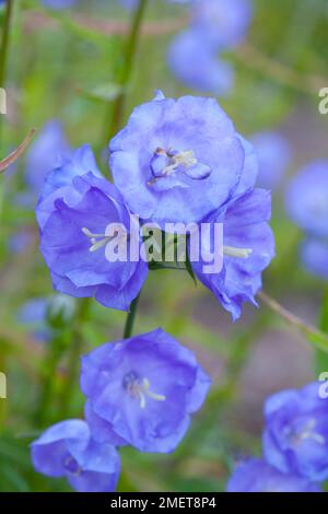 Campanula Persicifolia "Blaue Pumphose" Stockfoto