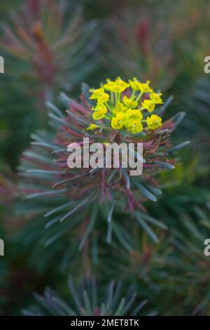 Euphorbia Cyparissias 'Fens Ruby' Stockfoto