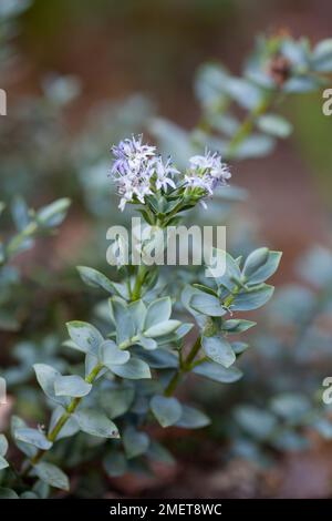 Hebe „Clear Skies“ Stockfoto