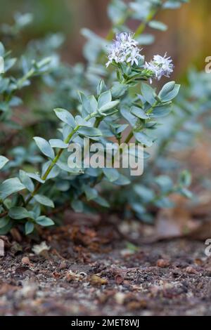 Hebe „Clear Skies“ Stockfoto