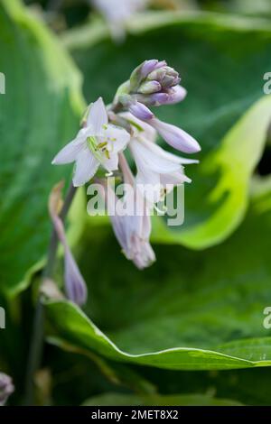 Hosta 'Minuteman' Stockfoto