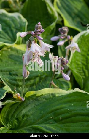 Hosta 'Minuteman' Stockfoto