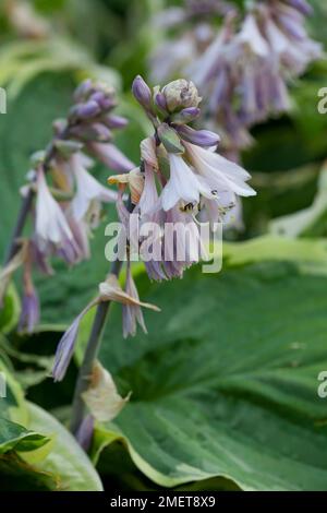 Hosta 'Minuteman' Stockfoto