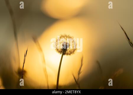 Löwenzahn (Taraxacum sect. Ruderalia), Silhouette vor Sonnenuntergang, Mittelplateau, Schweiz Stockfoto