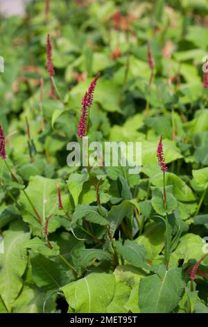 Persicaria Amplexicaulis "Firetail" Stockfoto