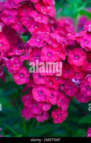 Phlox paniculata „Red Flame“ Stockfoto