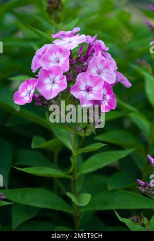 Phlox paniculata Purple Eye Flame („Barthirtythree“) Stockfoto