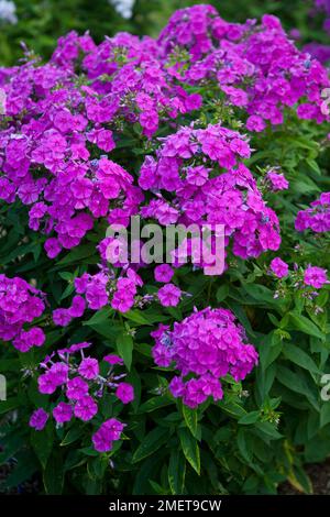 Phlox paniculata Purple Eye Flame („Barthirtythree“) Stockfoto