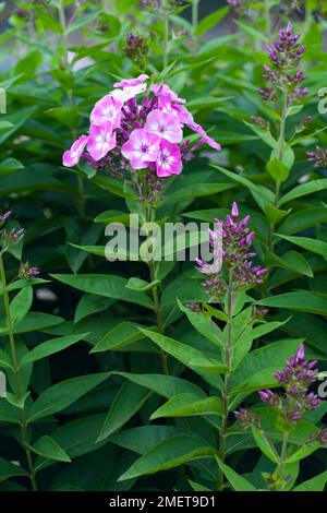 Phlox paniculata Purple Eye Flame („Barthirtythree“) Stockfoto