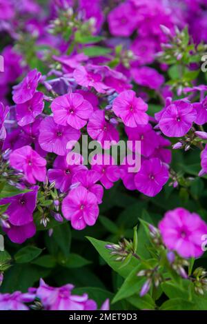 Phlox paniculata Purple Eye Flame („Barthirtythree“) Stockfoto