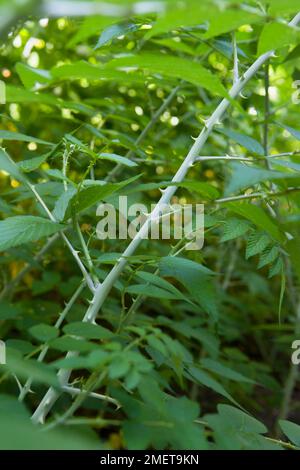 Rubus cockburnianus (Weißstiel-Bramble), Ast und Blätter Stockfoto