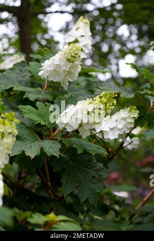 Hydrangea Quercifolia „Beifall“ Stockfoto