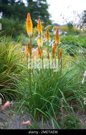 Kniphofia 'Tawny King' Stockfoto