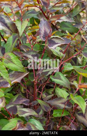 Persicaria Microcephala "Red Dragon" Stockfoto