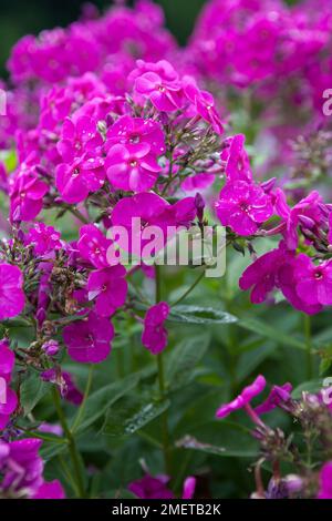 Phlox paniculata Peacock Neon Purple Stockfoto