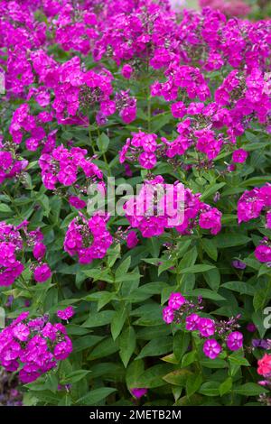 Phlox paniculata Peacock Neon Purple Stockfoto