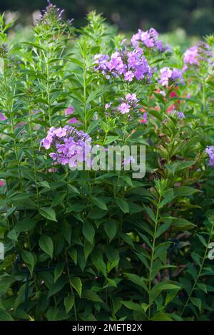 Phlox x x arendsii „Luc's Lilac“ Stockfoto