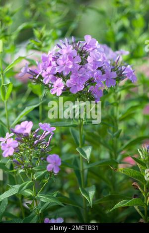 Phlox x x arendsii „Luc's Lilac“ Stockfoto