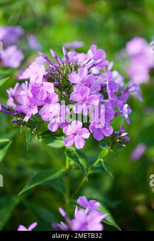 Phlox x x arendsii „Luc's Lilac“ Stockfoto