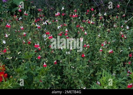 Salvia x jamensis „Hot Lips“ Stockfoto