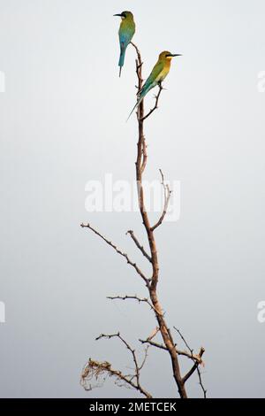 Bundala National Park, Südprovinz, Sri Lanka, Tissamaharama, zwei Blauschwanzbienenfresser, die am Ende eines Zweigs sitzen Stockfoto