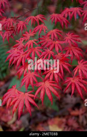 Acer palmatum „Trompenburg“ (japanischer Ahorn) Stockfoto