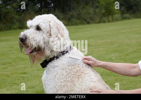 Labradoodle: präparierte vom Besitzer im Garten Stockfoto