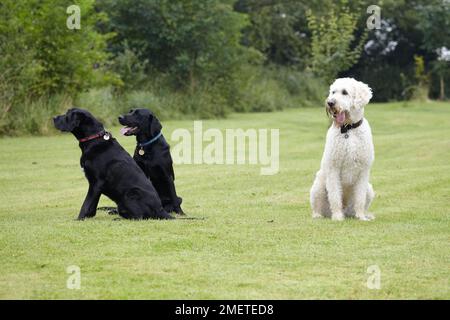 Labradoodle und zwei Labradoren sitzen im Garten Stockfoto