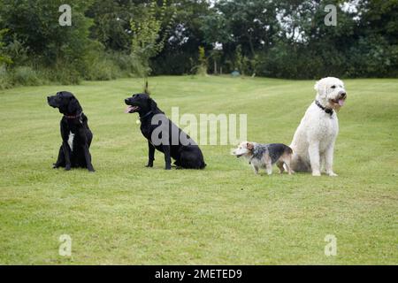 Labradoodle, der ältere Jack Russell und Labrador spielen im Garten Stockfoto