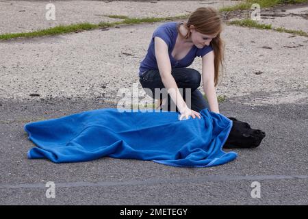 Teenager-Mädchen für Labrador mit Decke nach Verkehrsunfall Stockfoto