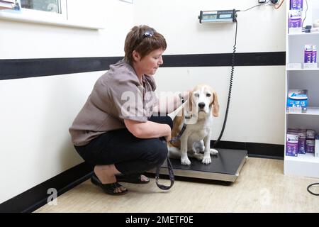 Beagle wird in der Tierarztpraxis gewogen Stockfoto