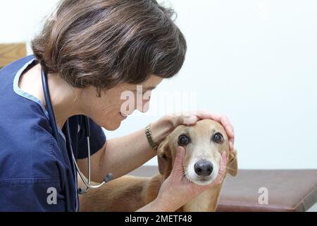 Lurcher Übernahme durch einen Tierarzt überprüft. Kontrolle der Augen Stockfoto