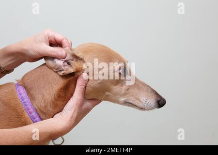 Lurcher wird von einem Tierarzt überprüft. Ich überprüfe die Ohren Stockfoto