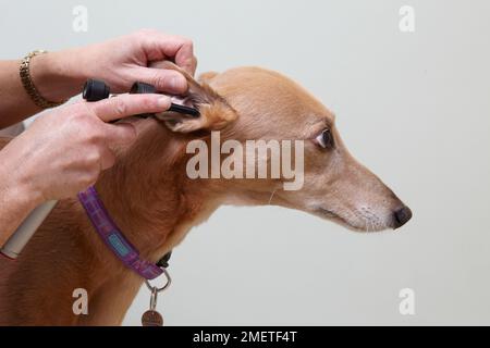 Lurcher wird von einem Tierarzt überprüft. Ohrprüfung mit Otoskop/Auriskop Stockfoto