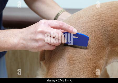 Lurcher wird von einem Tierarzt überprüft. Flohprüfung mit einem Flohkamm Stockfoto