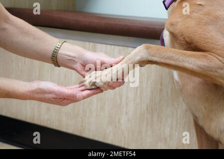 Lurcher wird von einem Tierarzt überprüft. Pfoten überprüfen Stockfoto