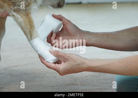 Besitzer, der mit elastischem Mullverband an der Pfote des Jack russell einen Verband anlegt Stockfoto