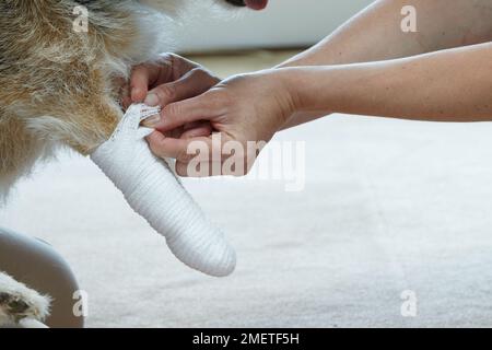 Besitzer, der mit elastischem Mullverband an der Pfote des Jack russell einen Verband anlegt Stockfoto